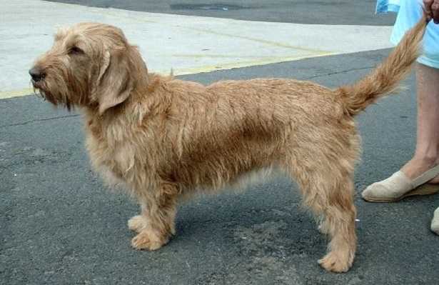 Basset Fauve de Bretagne