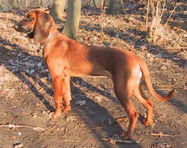 Bayerischer gebirgsschweißhund - Segugio Bavarese Bayerischer gebirgsschweißhund - Segugio Bavarese