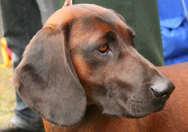 Bayerischer gebirgsschweißhund in primo piano muso del Bayerischer gebirgsschweißhund