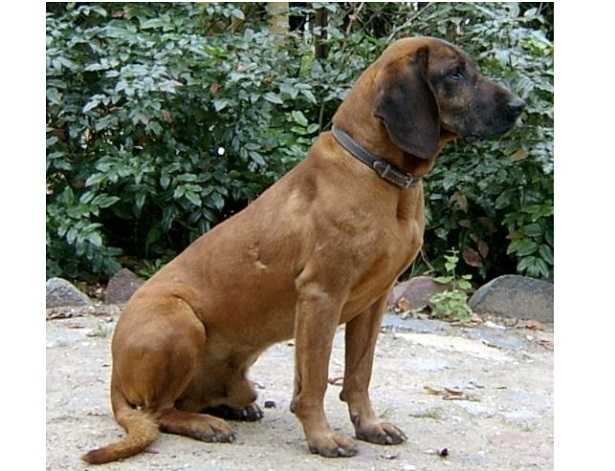 Bayerischer gebirgsschweißhund