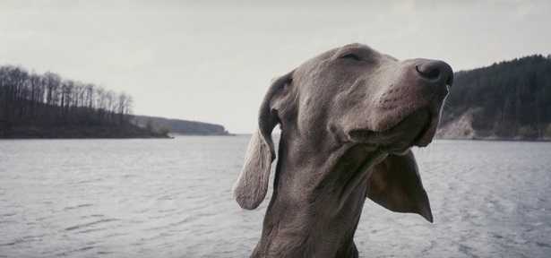 Cane che salta addosso