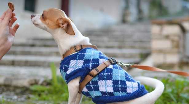 Cane che salta addosso