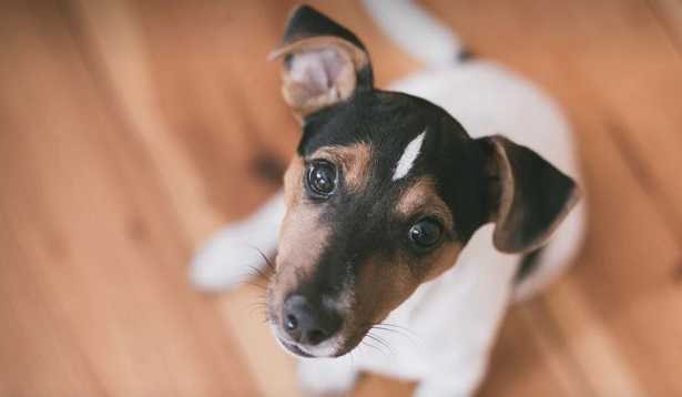 Cane che salta addosso