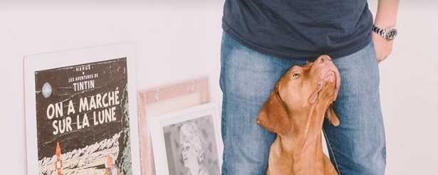 Cane che salta addosso