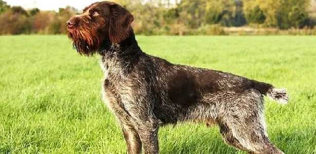Cane da ferma tedesco a pelo duro