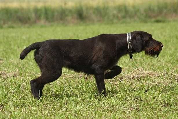 Cane da ferma tedesco a pelo duro