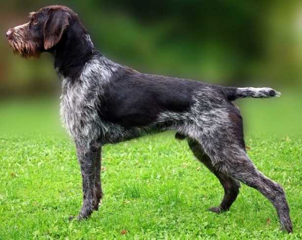 Cane da ferma tedesco a pelo duro