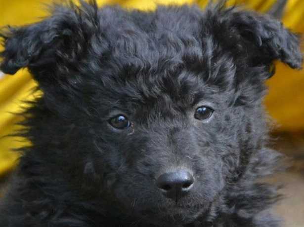 Cane da pastore croato