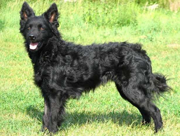 Cane da pastore croato