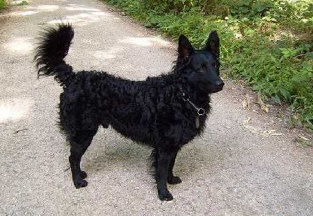 Cane da pastore croato