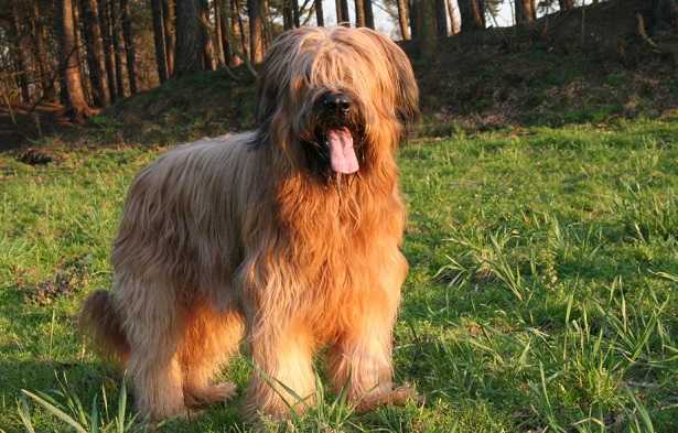 cane da pastore di brie