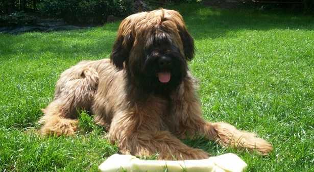 cane da pastore di brie