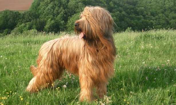 cane da pastore di brie