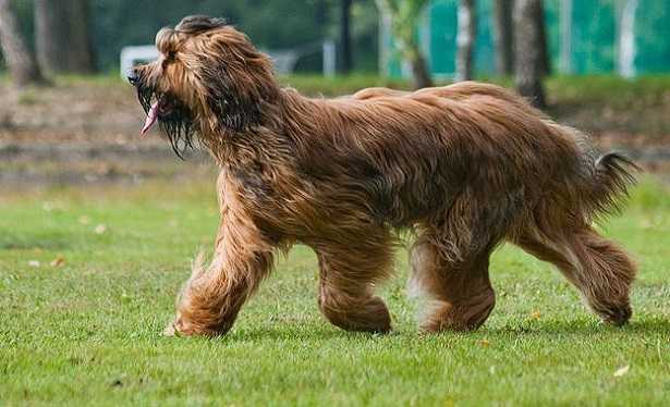 cane da pastore di brie