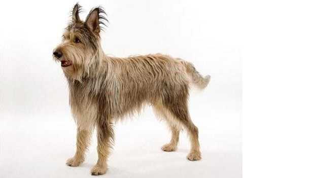 Cane da pastore di Piccardia