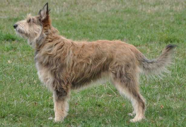 Cane da pastore di Piccardia