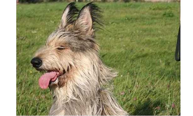 Cane da pastore di Piccardia