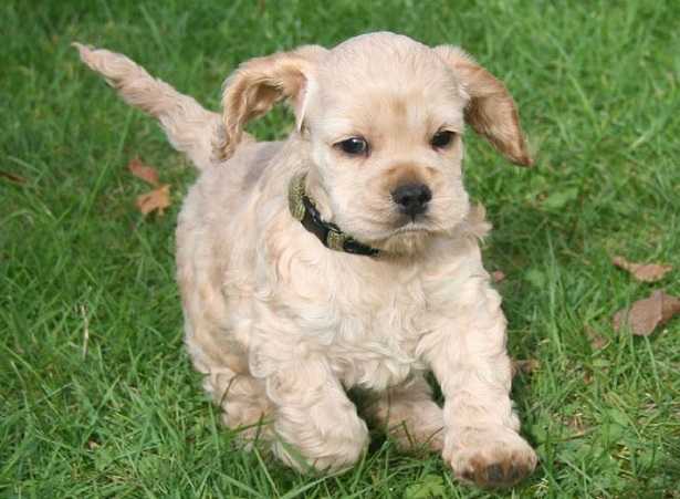 Cocker americano nero