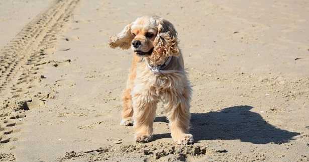 Cocker americano nero