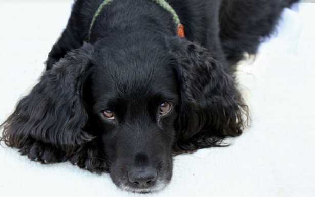 Cocker americano nero