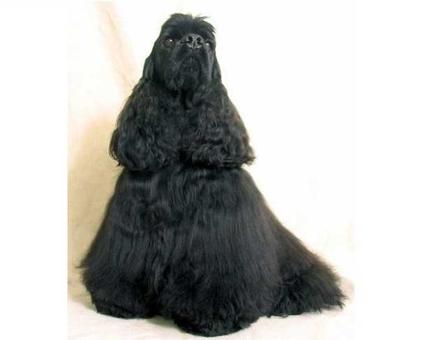 Cocker americano nero