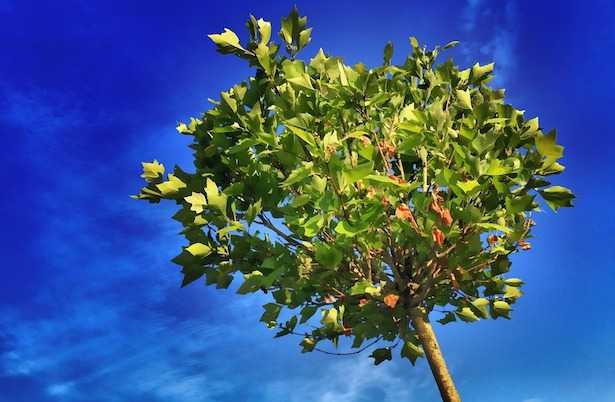 concimazione fogliare