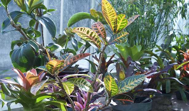 croton codiaeum coltivazione