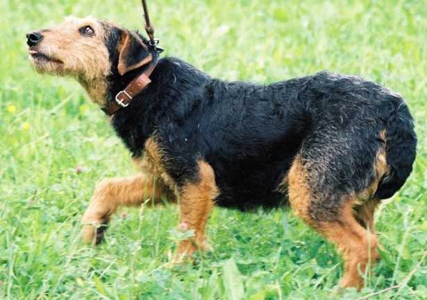 Deutscher Jagdterrier 