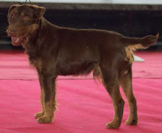Deutscher Jagdterrier 