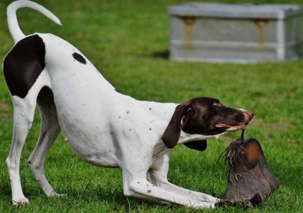 Foxhound Americano