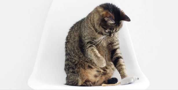 Frasi sugli animali Frasi sugli animali