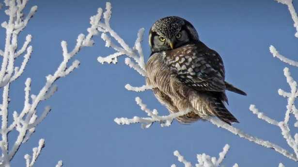 Frasi sull'inverno Frasi sull'inverno