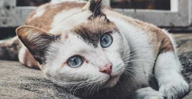 Gatto curioso Gatto curioso