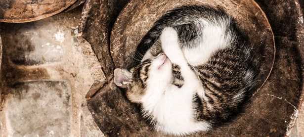 Gatto appallottolato Gatto appallottolato