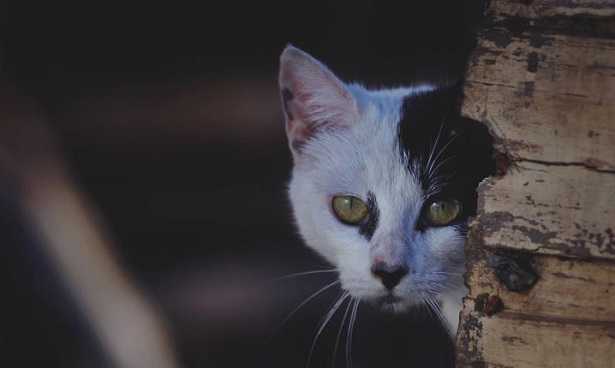 Gatti curiosi Gatti curiosi