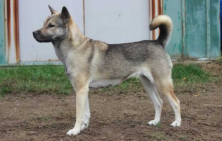 Kishu