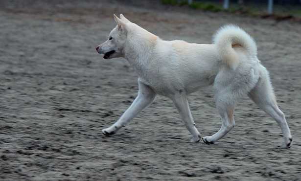 Kishu