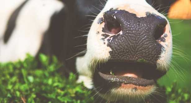 Mucca giapponese di Kobe