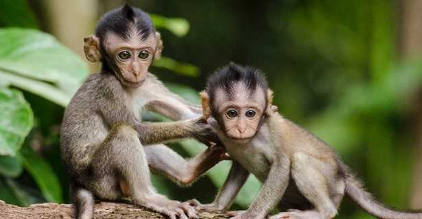 Neuroni specchio Neuroni specchio