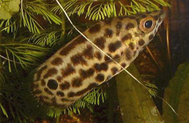 pesce acquario tropicale