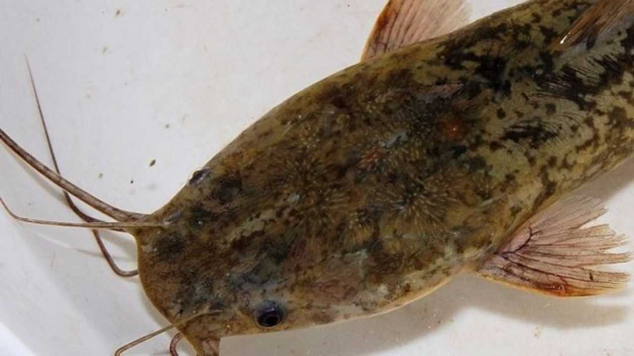 Pesce gatto africano - Idee Green