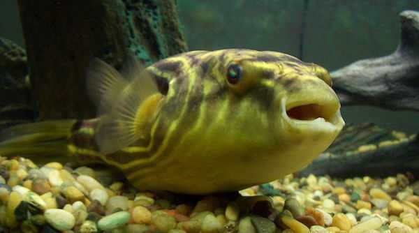 pesce palla di acqua dolce