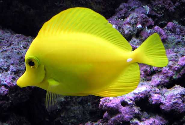 pesci per acquario marino
