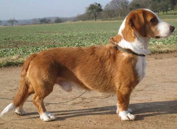 Segugio della Westfalia Segugio della Westfalia