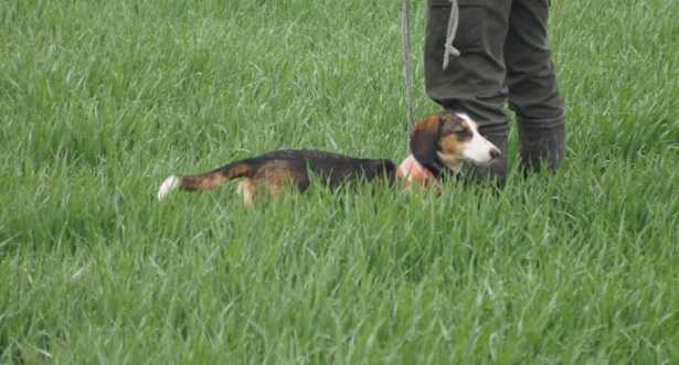 Segugio della Westfalia Segugio della Westfalia