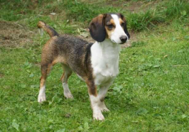 Segugio della Westfalia Segugio della Westfalia