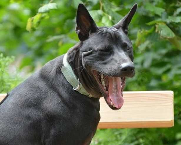 Thai Ridgeback dog