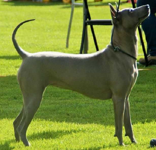 Thai Ridgeback dog