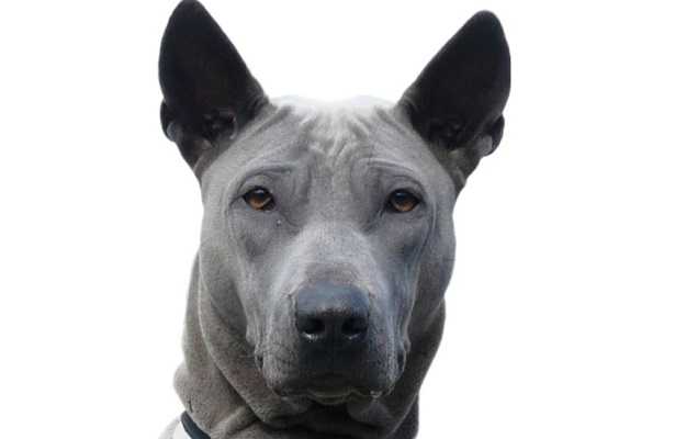 Thai Ridgeback dog
