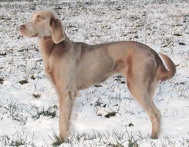 Weimaraner a pelo lungo Weimaraner a pelo lungo